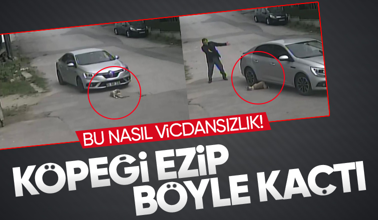 Dehşet anları Köpeği ezip böyle kaçtı!