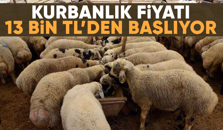 Kurbanlık fiyatlarında son durum