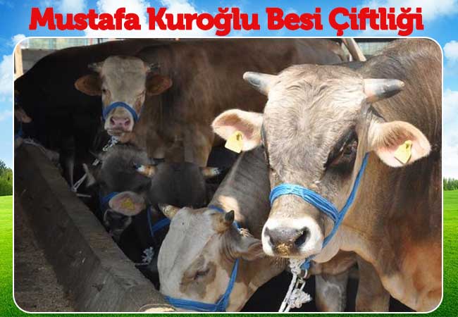 Mustafa Kuroğlu Besi Çiftliği