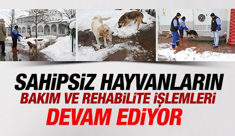 Akyazı Belediyesi Sahipsiz Hayvanların Bakım Ve Rehabilite İşlemine Devam Ediyor