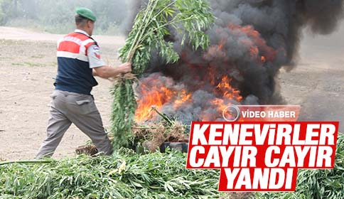 Jandarma Kenevirleri Böyle İmha Etti