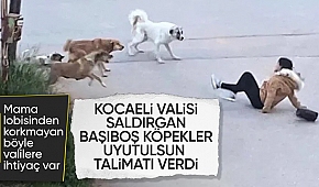 Kocaeli Valiliği sokak hayvanları için belediyelere yazı gönderdi