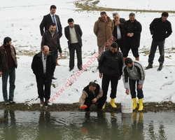 Acelle Yaylası Baraj ve Balık bırakma