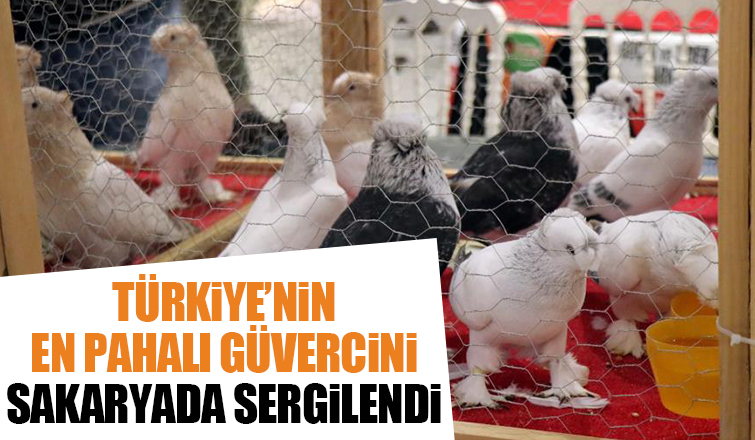 1 milyon liralık güvercin sakarya'da sergilendi