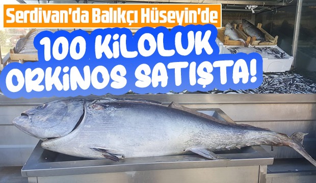 100 kiloluk dev orkinosu sergiledi