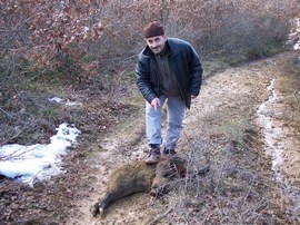 KÖYLÜ DOMUZ AVINA ÇIKTI
