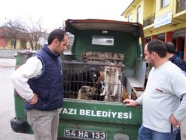 SOKAK KÖPEKLERİ TOPLANIYOR