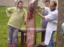 SAKARYA NEHRİNDE DEV YAYIN BALIĞI