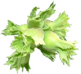 FINDIK İÇİN TEDBİR ALINMALI