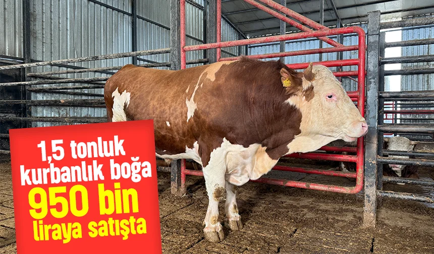 1,5 tonluk dev tosun kurbanlık için alıcısını bekliyor