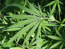 Köklerin Sonu Gelmiyor