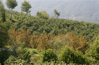 İLAN - 35 Dönüm Fındık ve Ceviz Bahçesi