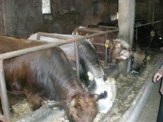 Kurbanlık Piyasasında Hareketlilik