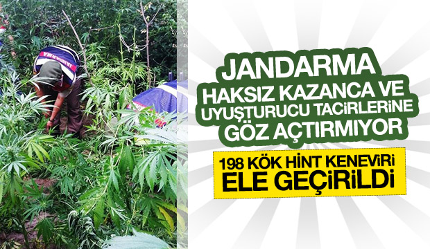 198 KÖK KENEVİR ELE GEÇİRİLDİ