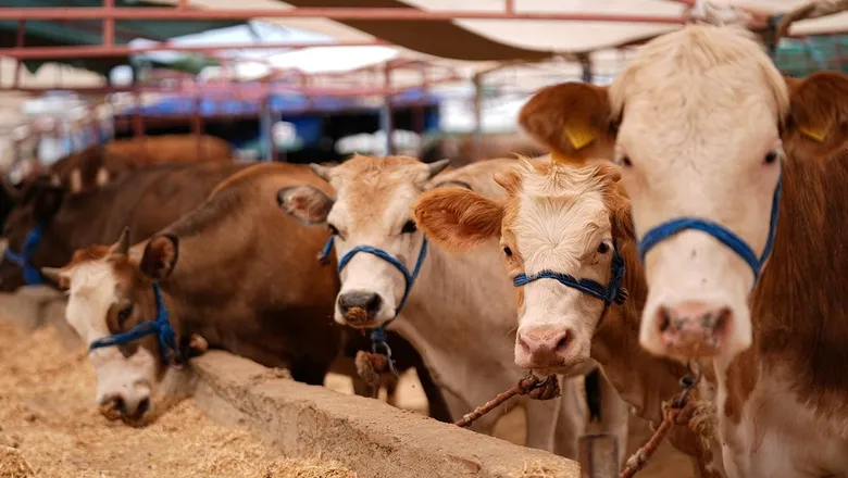 2026 kurbanlık hisse fiyatları açıklandı