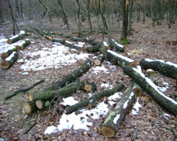 Karapürçek'te Orman Katliamı
