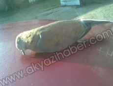 Aşırı Soğuklar Hayvanlarıda Etkiledi