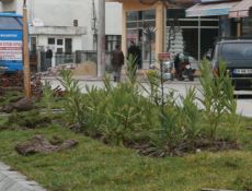 Çiçekleri Söküp Yola Attılar