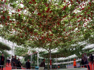 Domates Ağacı Olurmu Demeyin