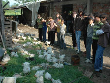 10 Bin Tavuk Yanarak Telef Oldu