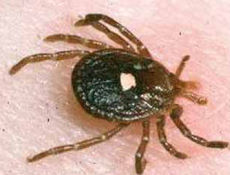 Yeryüzünde Kaç Çeşit Kene Türü Olduğunu biliyormusunuz?