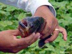 İki Yıl Aradan Sonra Yine Piranha