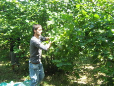 Fındıklar Toplanmaya Başlandı