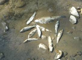 ALAAĞAÇ'TA BALIK ÖLÜMLERİ