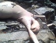 Yaratığı Öldürüp Kaçtılar