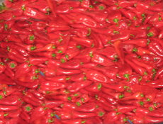 Salçalık Biber Yüz Güldürdü