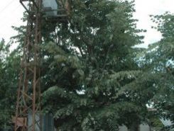 NİŞANLI KIZ AĞAÇTA ELEKTRİKĞE KAPILDI