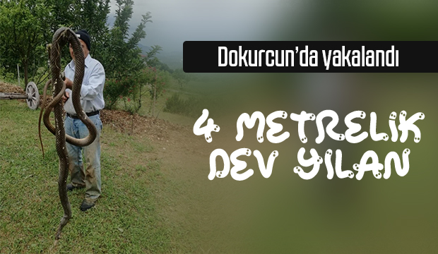 4 metre boyunda dev yılanı böyle yakaladı