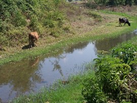 KUZULUK DERESİ LAĞIM AKIYOR