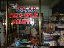 HIRSIZLAR GÜVERCİNLERİ SEÇTİ