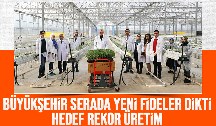 700 ton domates hasat edilen Akyazı'da yeni fideler dikildi