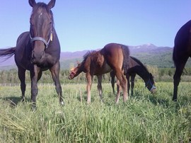 AKYAZI'DAN DÜNYA HİPODROMLARINA