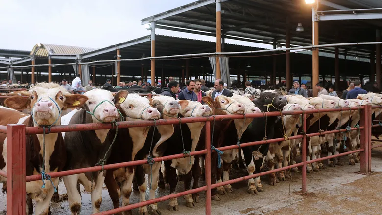 81 ilde tüm hayvan pazarları kapatıldı