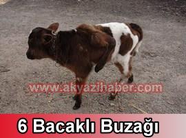 DOKURCUN'DA 6 BACAKLI BUZAĞI DOĞDU
