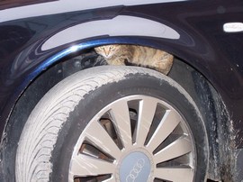 KENDİNE ISINACAK TEHLİKELİ BİR YER BULMUŞ