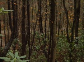 BAŞKAN ÇAKMAK AĞAÇLANDIRMAYA DESTEK İSTEDİ