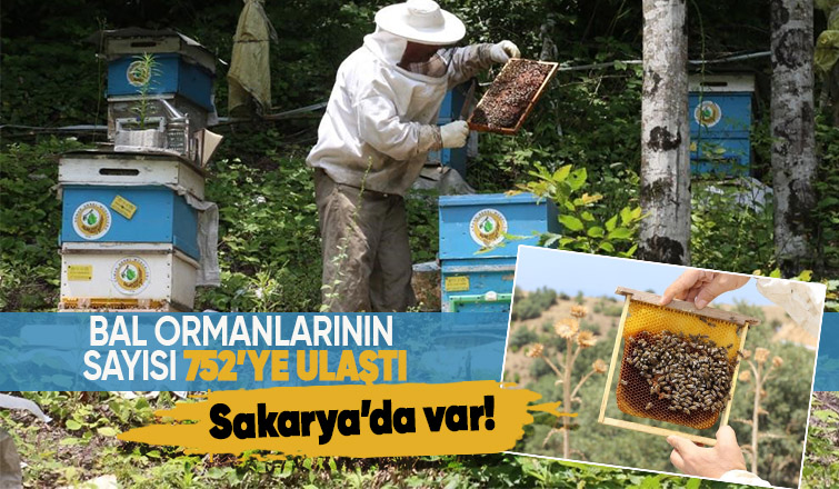 963 bin 43 koloni kapasiteli 752 bal ormanı kuruldu