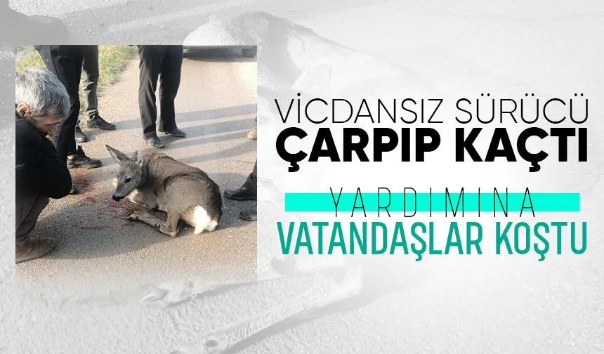 Aracın çarpıp kaçtığı karaca yaralandı