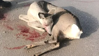 Aaracın çarpıp kaçtığı karaca yaralandı