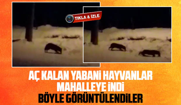 Aç kalan yabani hayvanlar mahalleye indi