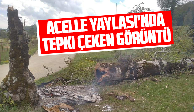 Acelle Yaylası'nda tepki çeken görüntü