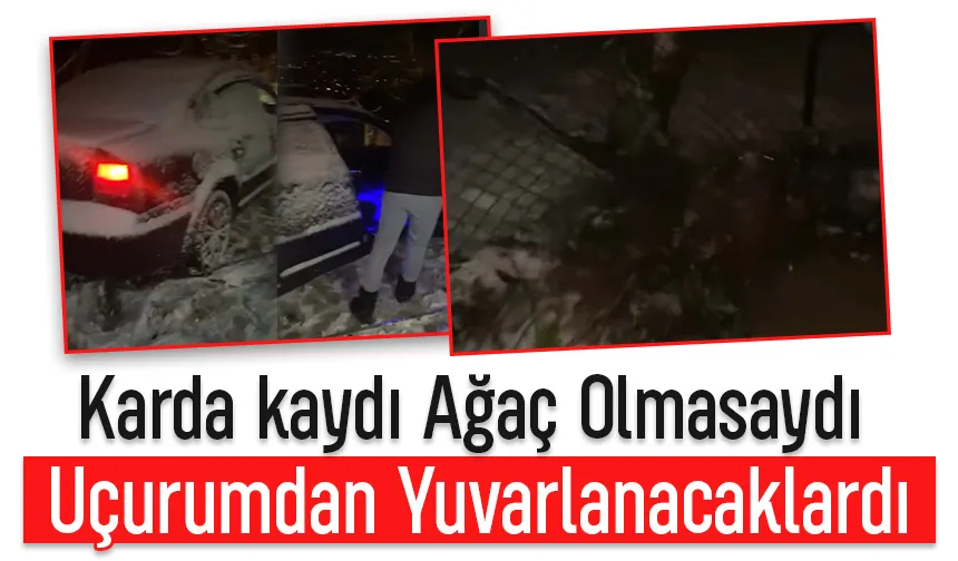 Ağaç hayatlarını kurtardı