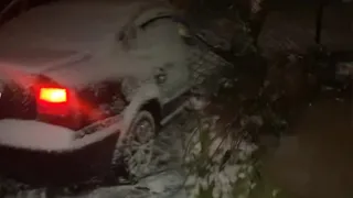 Ağaç hayatlarını kurtardı