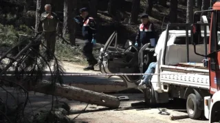 Ağaç kesiminde facia; 1 ölü 2 yaralı