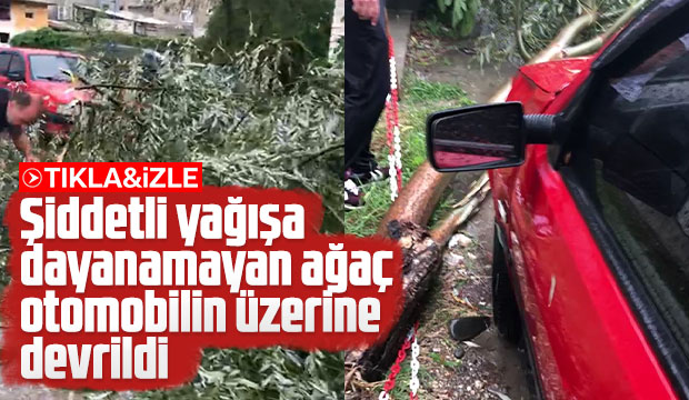 Ağaç Otomobilin Üzerine Devrildi