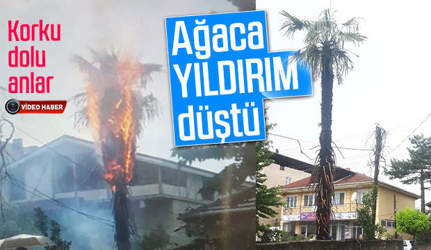 Ağaca Yıldırım Düştü 